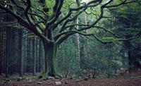 Soirée Brocéliande : Au coeur des Légendes mystiques et Fantastiques