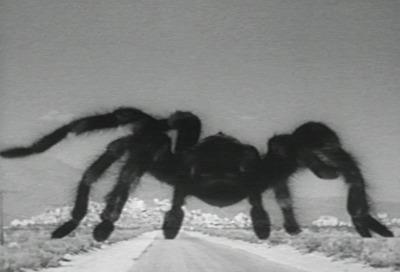 tarantula7